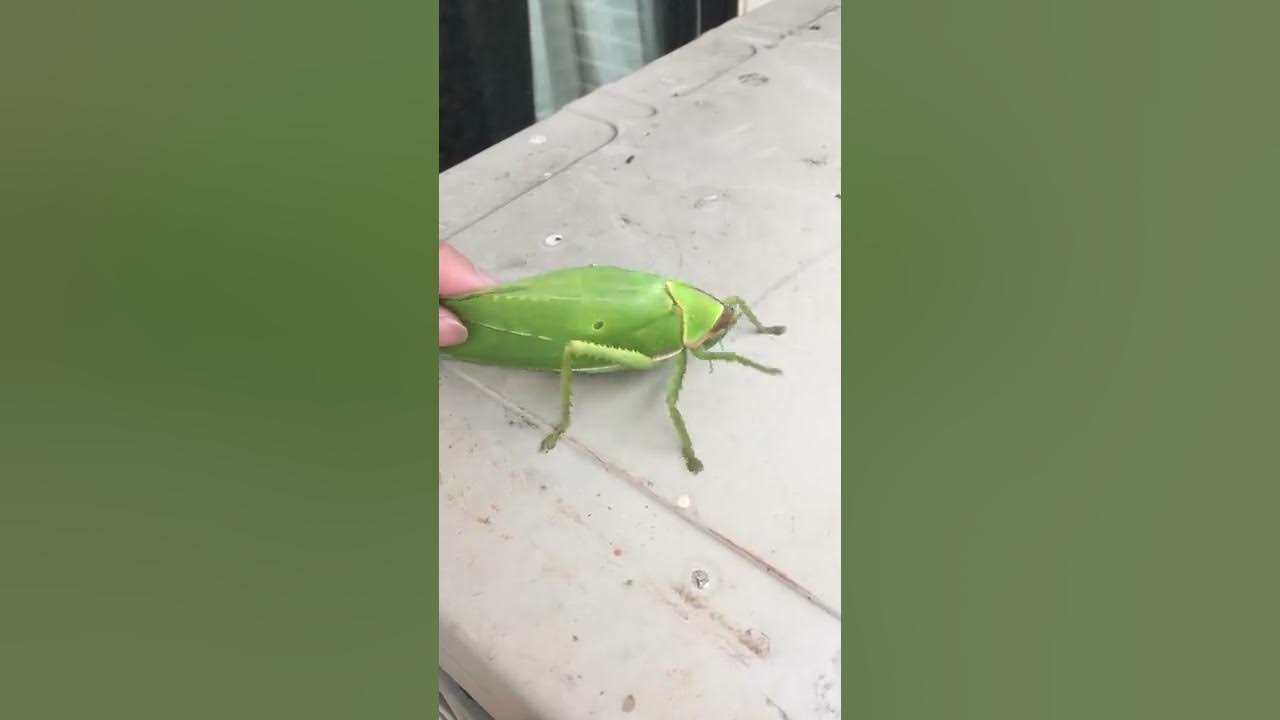 The giant false-leaf katydid (Pseudophyllus titan) part 2