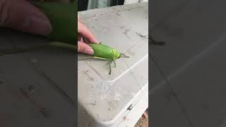 The giant falseleaf katydid (Pseudophyllus titan) part 2