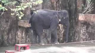 Amazing Thailand Elephant acrobat tight rope walker