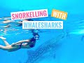 SNORKELLING WITH WHALE SHARKS | Oslob, Philippines | Go Live Explore