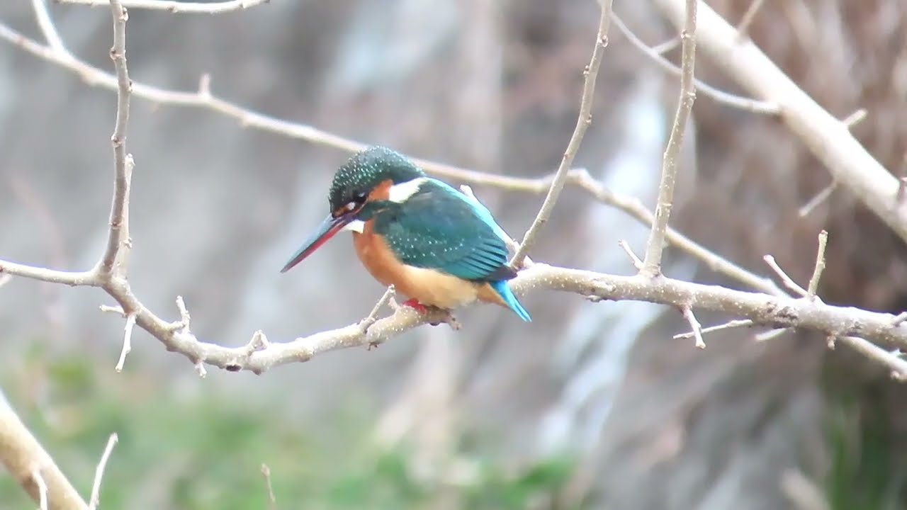 残堀川のカワセミ 2025.01.21 MVI_2336 Kingfisher - YouTube