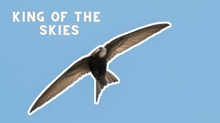 Common swift is a bird that sleeps, eats and drinks during its flight!