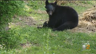 How To Stay Safe If You Encounter A Bear
