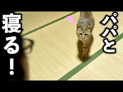 パパが好きすぎてお昼寝中もずっとくっ付いて離れないトラ【庭に住みついた野良猫を家猫へ】