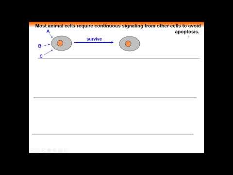 Chapter 12 Cell Cycle Part 1