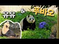 푸바오...유유~선수핑 귀요미 듀오~!!❤️❤️ | 7월 10일 오전 제4편(푸바오 실시간)