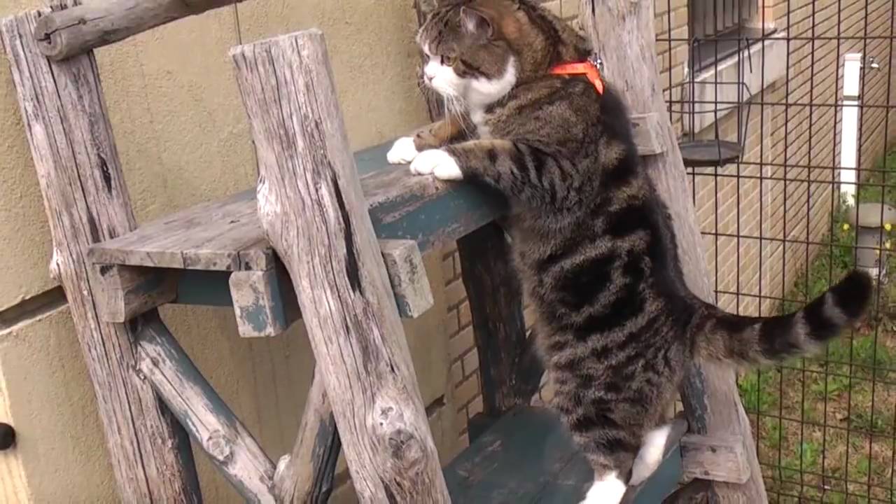 猫藓 登るねこ。-Maru climbs the shelf.-