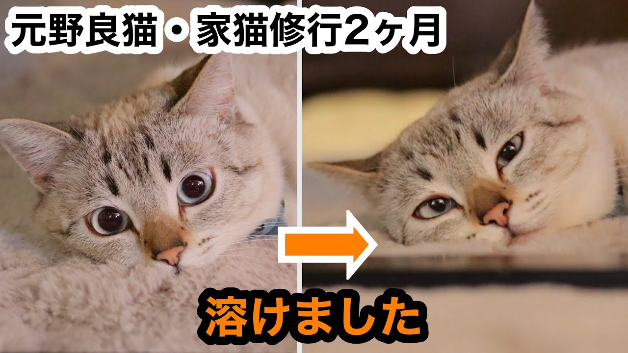 元野良猫・家猫修行2ヶ月】もちもちクッション・あったか新体験で溶け