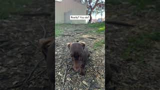 Do you like his new sweater? 🍍🍍🍍Outfit link in the description, plus a cheeky discount code 😉