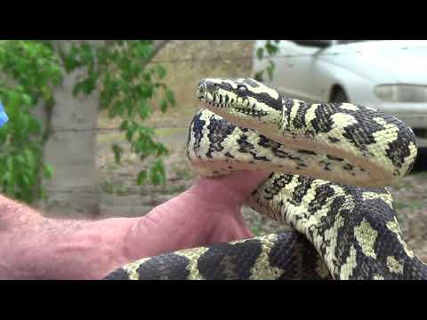 Australian Jungle Carpet Python (Morelia Spilota Cheynei)