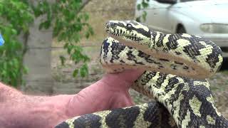 Famous Australian Jungle Carpet Python (Morelia Spilota Cheynei) Net Worth