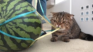 LITTLE CAT TRYING TO STEAL WATERMELON! (ENG SUB)
