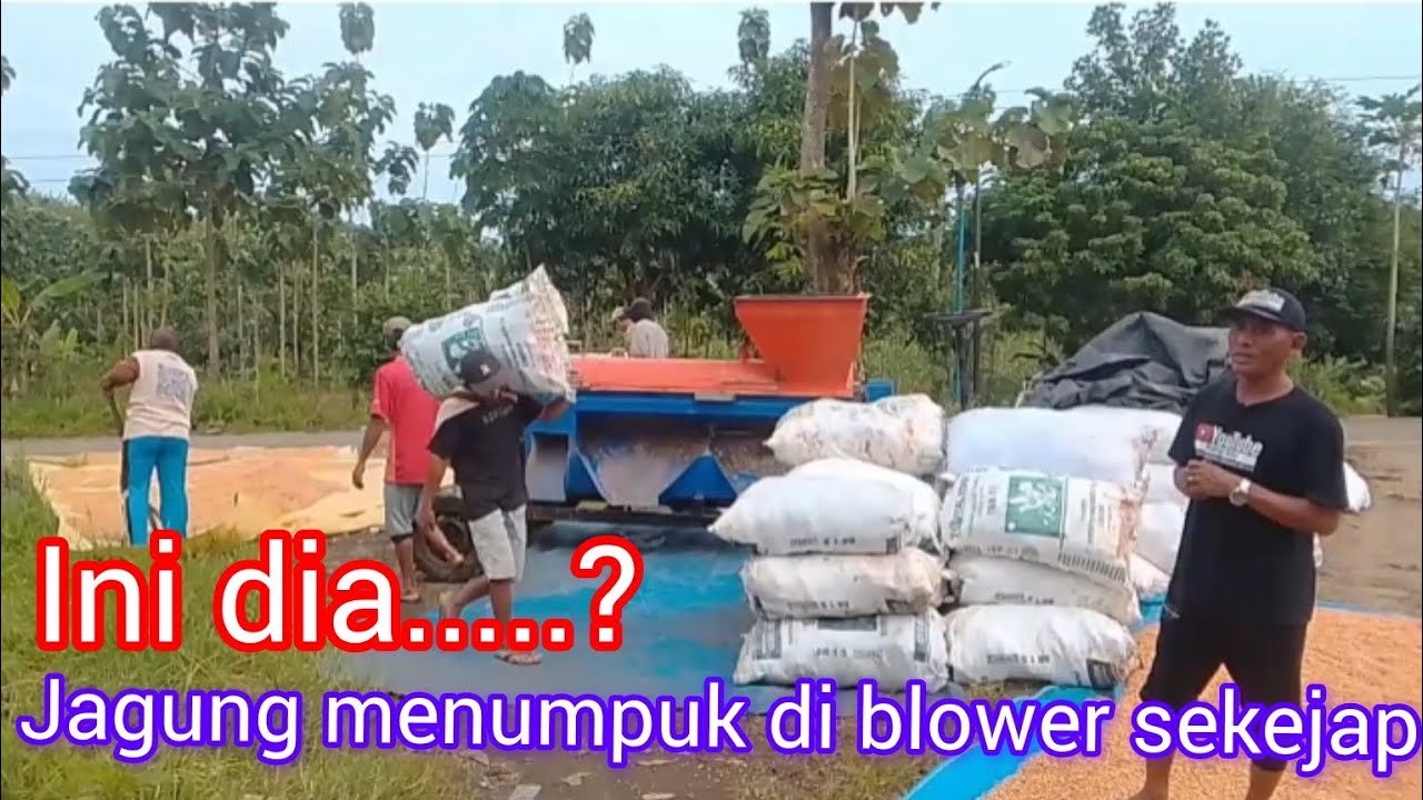 Blower jagung pekerja perkasa #viralvideo #fypシ゚viral #blowerjagung 
