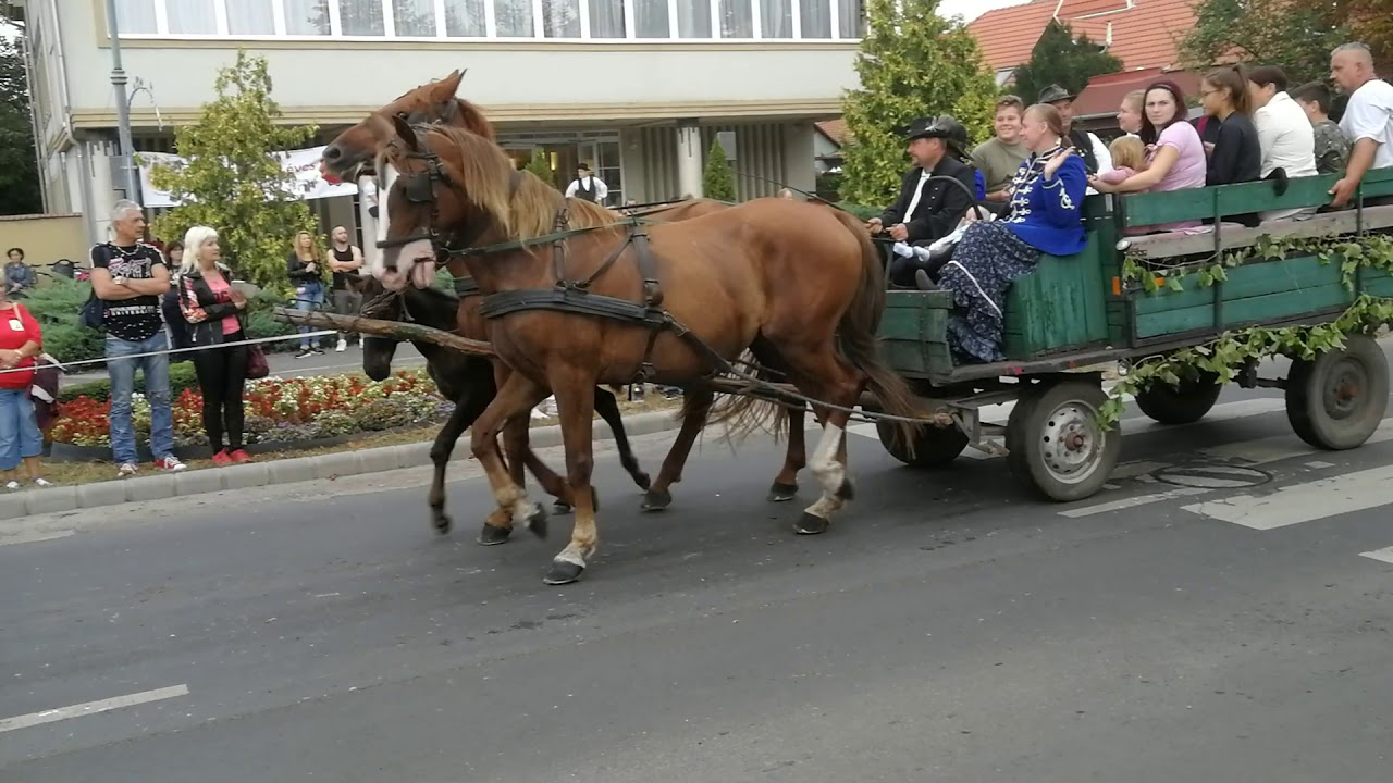 Fogatok és lovasok szüreti felvonulása-  Tápiófeszt -Nagykáta
