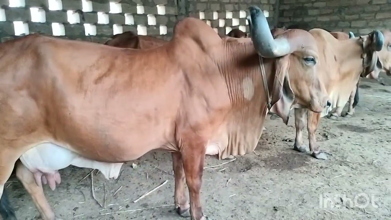 gir cow farm maldhari morbi line gir cow Gujarat owner devabhai bharvad