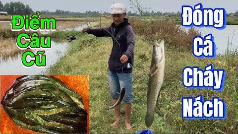 Câu cá lóc | bãi câu quanh năm vẫn đầy cá | 4k #rongchoimientay #lurecaloc #fishing