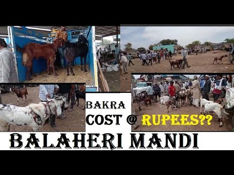 sirohi goat farm bangalore Balaheri Mandi PART-2|Bakra Cost Rs??| Balahari Goat Purchase|Bigest Mani India