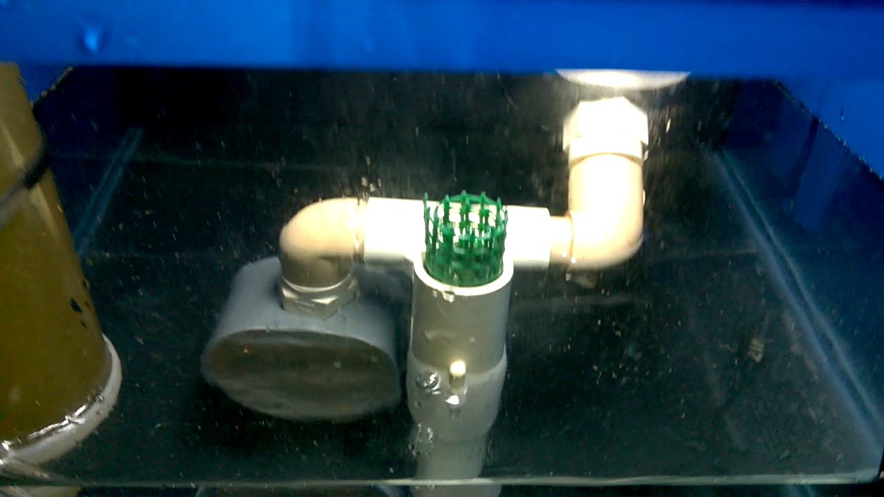 Breeding trials Oct 2017 Lysmata debelius 3DPH