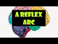 Understanding Reflex Arcs