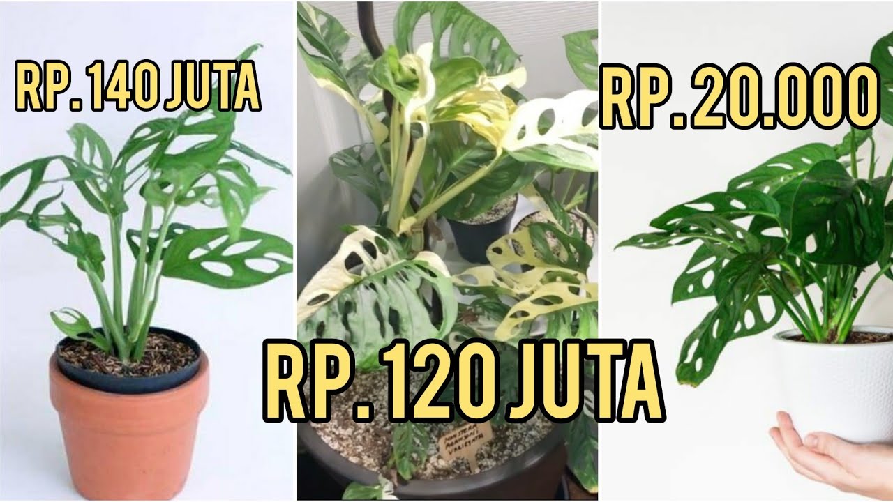 Ciri Ciri Janda Bolong Mahal Vs Janda Bolong Murah Ciri Ciri Janda Bolong Mahal Vs Janda Bolong Murah