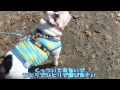 ついてくるフレンチブルドッグ