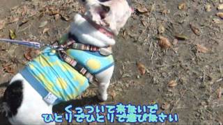 ついてくるフレンチブルドッグ