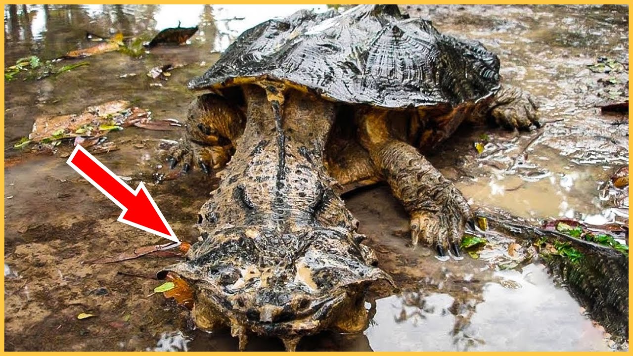 សត្វ.....ដែលមនុស្សគ្រប់គ្នាខ្លាចរអា - The most dangerous reptiles that .......?