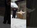 アヒルと雪