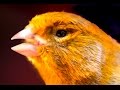 Canary singing - Most spectacular 4K video training