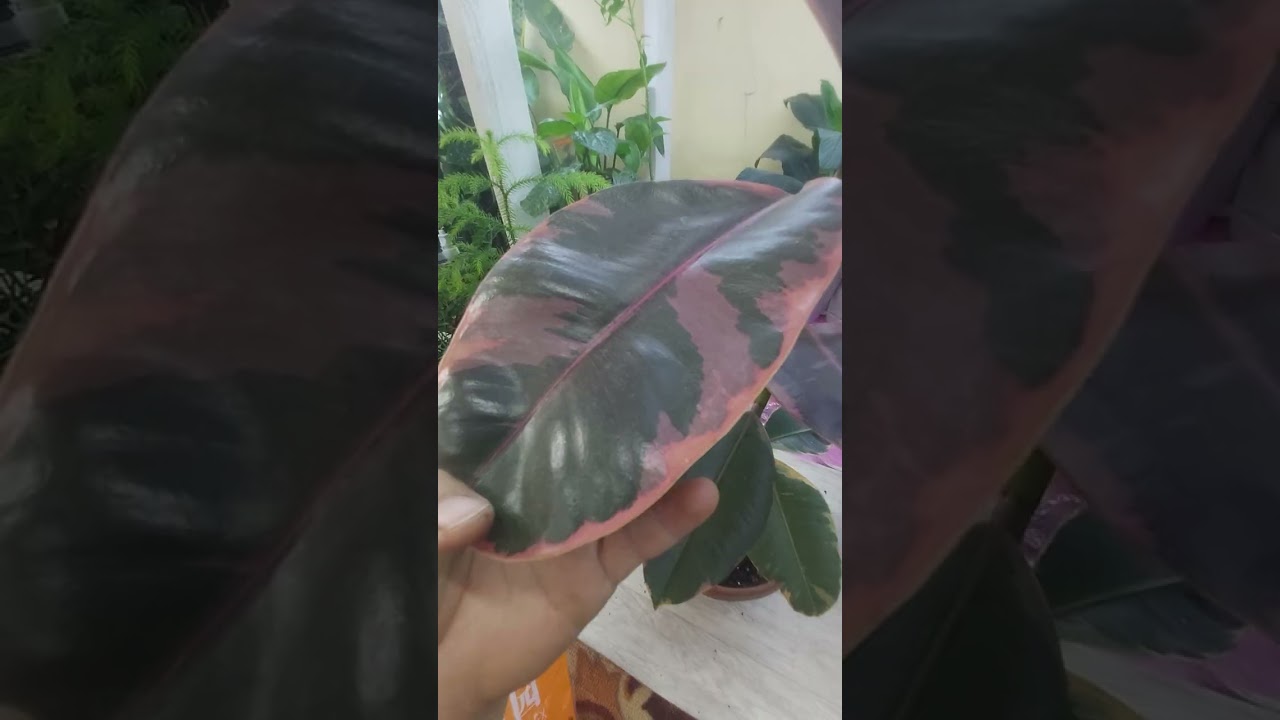 Фикус гулини 27 кунлик натижаси