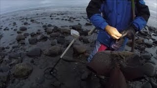 Beach Metal Detecting old rings