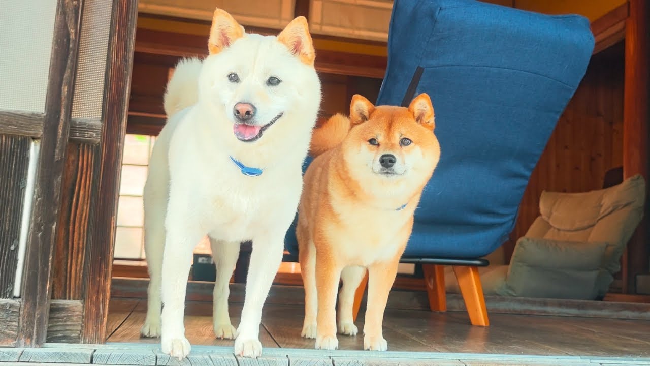 Проживание в гостинице с сиба-ину в 130-летнем японском доме | Симане, Япония