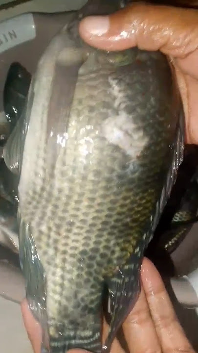boss's last groping ☺️ #trending #viralvideo #youtube #fish #asmr #viral #shortsfeed #shorts