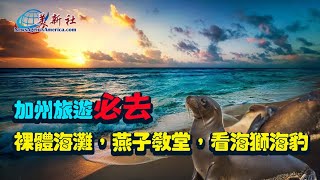 加州旅遊必去：裸體海灘，燕子教堂和看海獅海豹