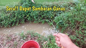 Fishing for Wader in a Narrow Ditch on the Edge of a Rice Field, Exciting!!