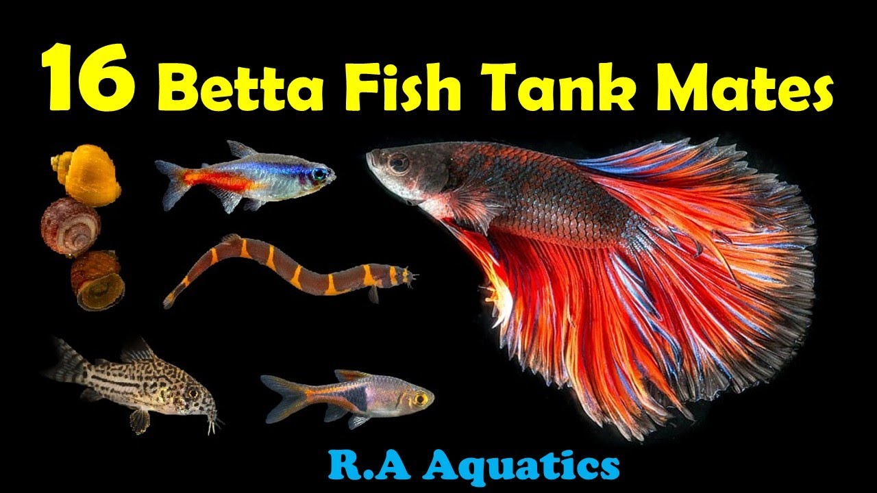 Top 16 Betta Fish Compatible Tank Mates Top 16 Best Tank Mates for