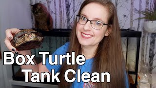 Box Turtle Tank Clean & Pacman Frog Feeding