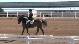 Echo at USDF Region 1 Finals First Level Test 2