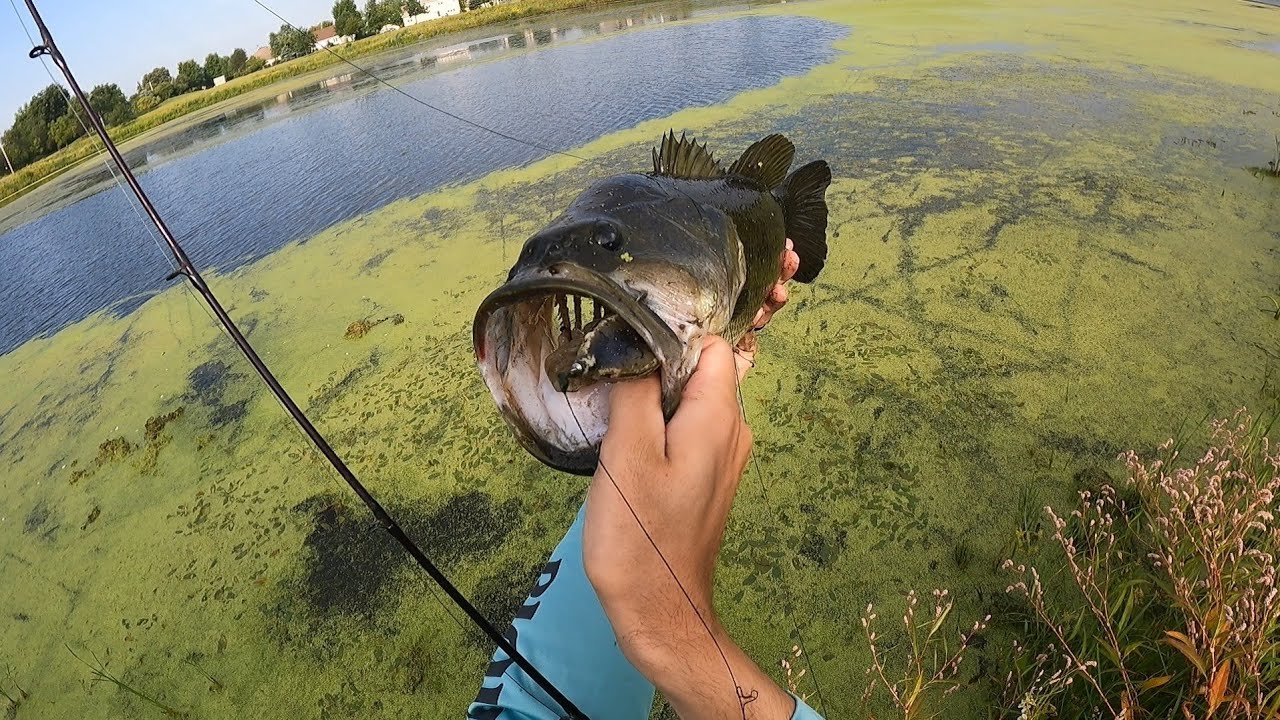 BFS and Frog Fishing for Bass ! – Bass Manager
