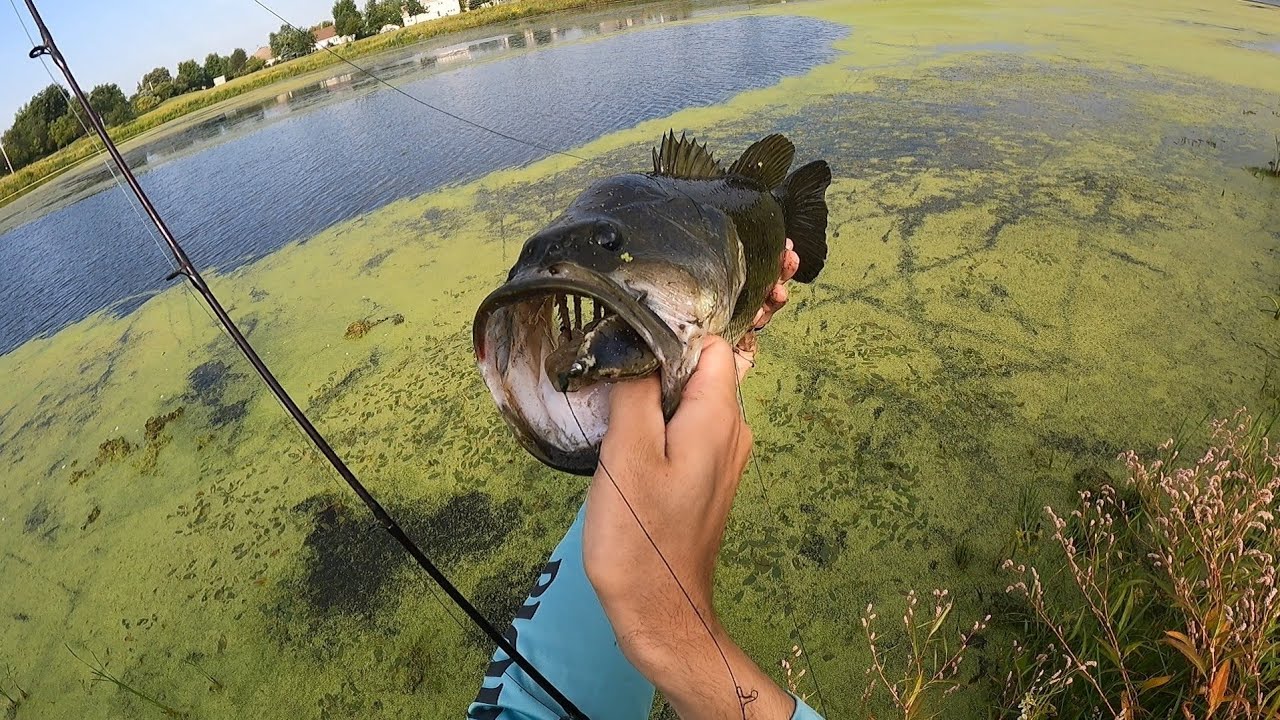 BFS and Frog Fishing for Bass !