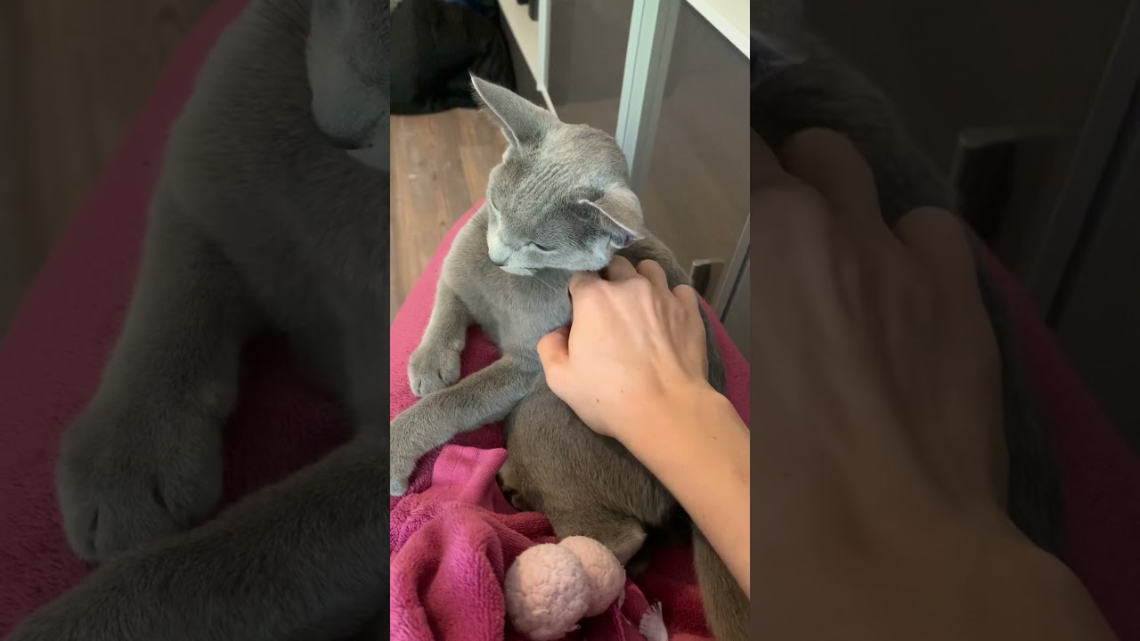 Eine kleine Beschreibung der Rasse Russisch Blau😊