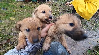 Abandoned Puppies Jump On Me Begging To Be Rescued Howl Of A Dog