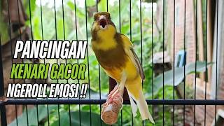 Burung Kenari Kenari Gacor Dor Pancingan Paling Ampuh Buat Kenari Macet Langsung Bunyi!!