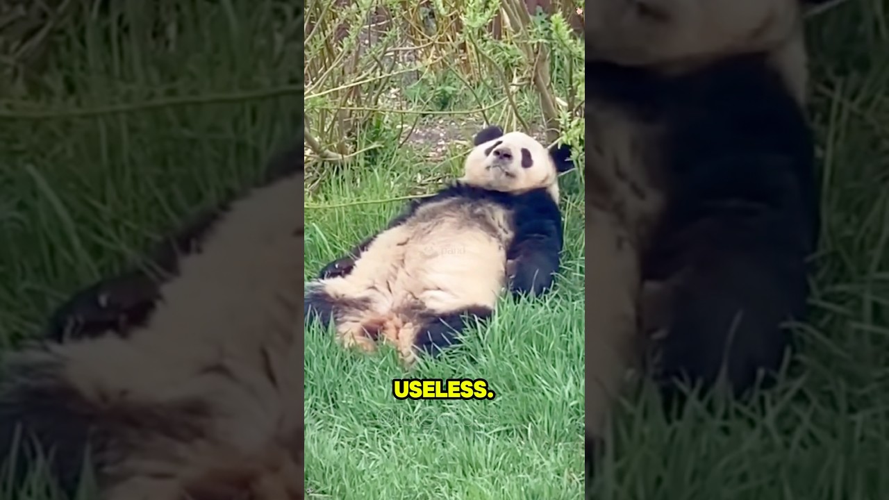 This Animals are USELESS! 