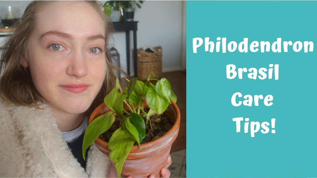 Philodendron Brasil Care Tips! | Easy Houseplant 
