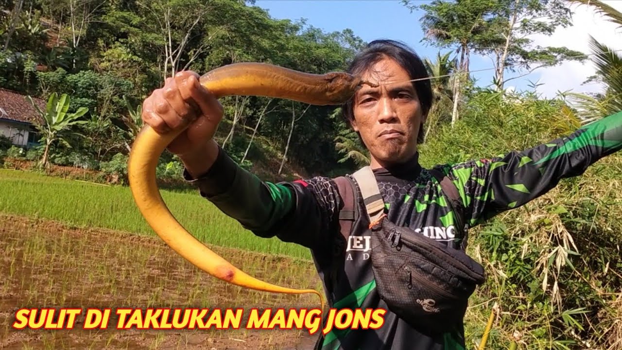 BELUT MONSTER PENGHUNI AKAR BAMBU SULIT DI TAKLUKAN