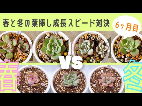 冬の葉挿しと春の葉挿しの成長スピードを比較6ヶ月目【多肉植物