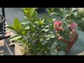 Garden #terracegardenindia
