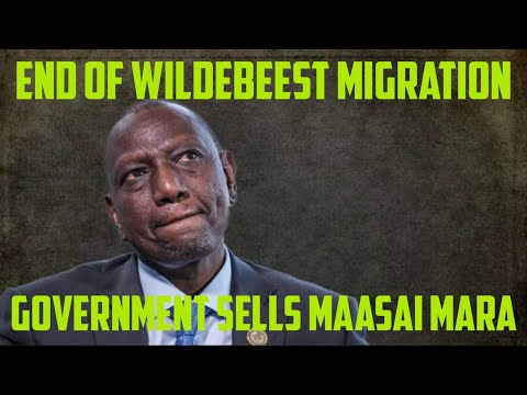 End Of Wildebeest Migration Government Sells Maasai Mara