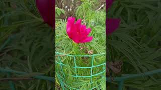 Расцвел Пион Марьин Корень #Цветы #Дача #Пион #Сад #Весна #Пионы #Красота #Flowers #Garden